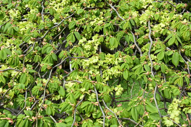 Weeping Wych Elm Ulmus glabra pendula Flowering Weeping Wych Elm Ulmus glabra pendula wych elm stock pictures, royalty-free photos & images