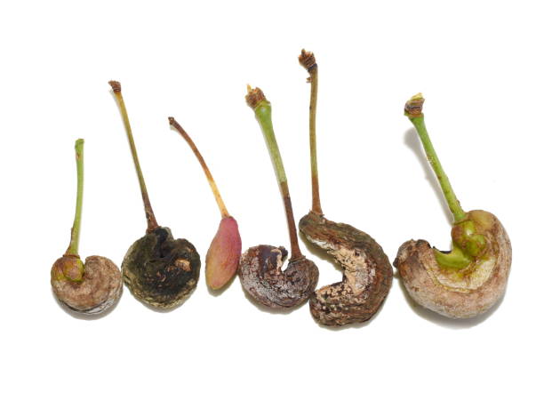 istock Plum gall Taphrina pruni fungus on plums 1365870485