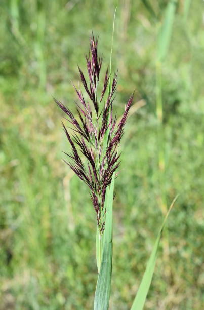 phragmites comuns de capim-de-cana australis - reedgrass - fotografias e filmes do acervo