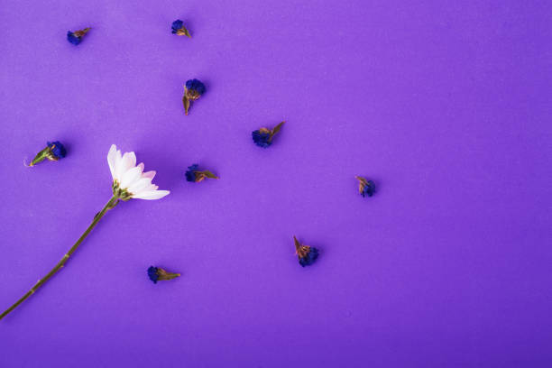 istock Flowers composition. Pattern made one white flower and dried flowers among on very peri background 1365870623
