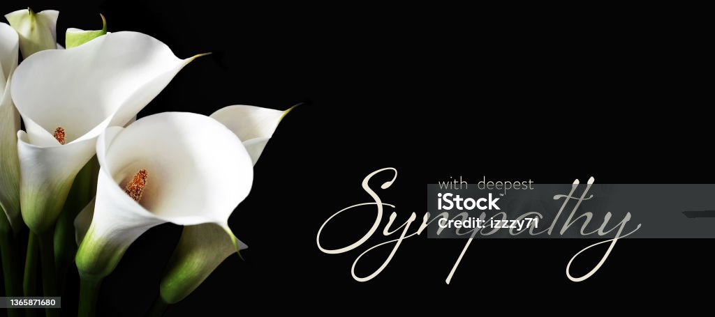 Sympathy card with white calla lilies isolated on black background Consoling Stock Photo