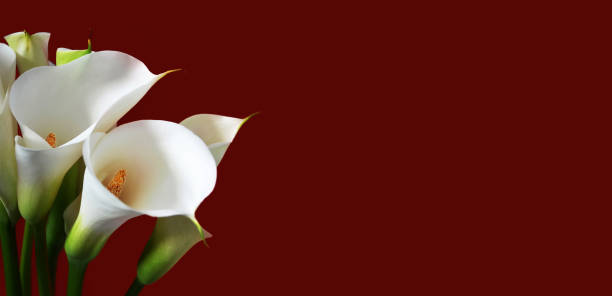 istock Valentines day card with white calla lilies isolated on red background with copy space 1365872277
