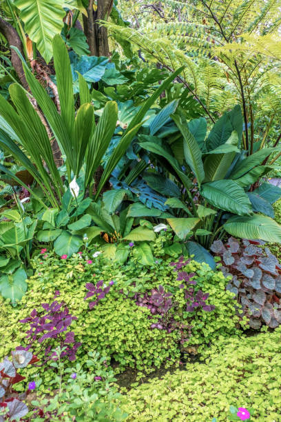istock tropical garden nature background. 1365874340