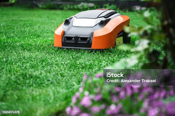 Lawn Robot Mows The Lawn Robotic Lawn Mower Cutting Grass In The Garden Stock Photo - Download Image Now