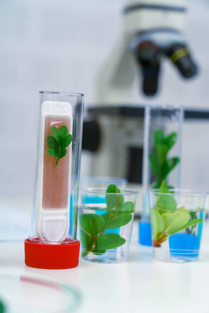 과학 시험관의 현미경 및 젊은 식물, 실험실 연구 생화학, 생명 공학 개념 - agrigulture 뉴스 사진 이미지