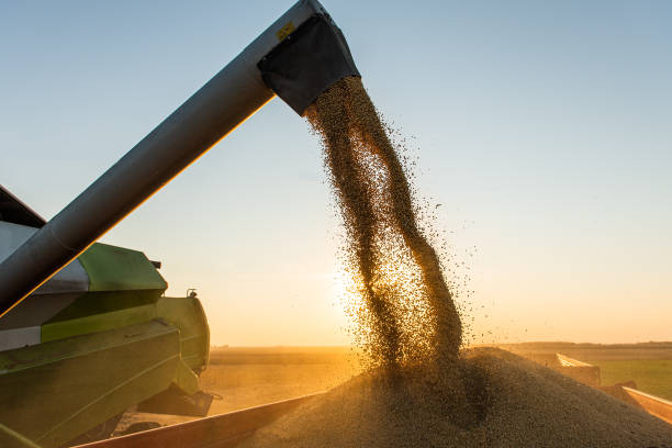 istock Combine transferring soybeans after harvest 1365874948