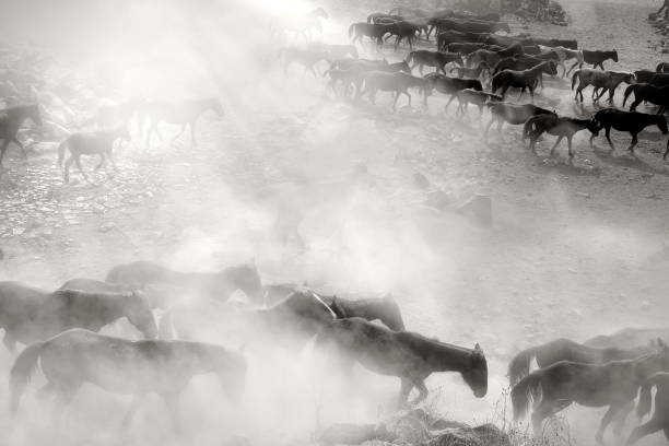 istock Close up herd of wild horses running in dramatic mountain range landscape 1365875011
