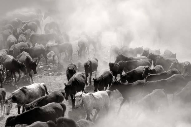 istock Close up herd of wild horses running in dramatic mountain range landscape 1365875012