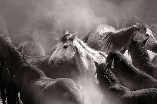 Close up herd of wild horses running in dramatic mountain range landscape Wild horses in nature mustang wild horse photos stock pictures, royalty-free photos & images