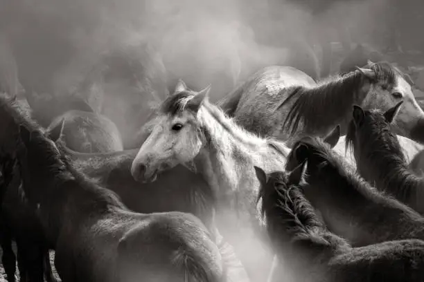 Photo of Close up herd of wild horses running in dramatic mountain range landscape