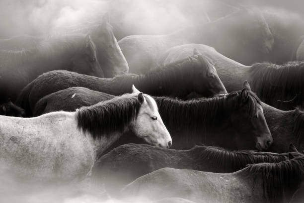 istock Close up herd of wild horses running in dramatic mountain range landscape 1365875681