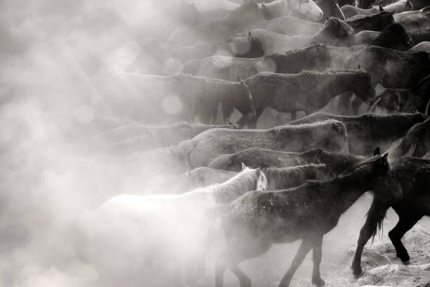 istock Close up herd of wild horses running in dramatic mountain range landscape 1365875766