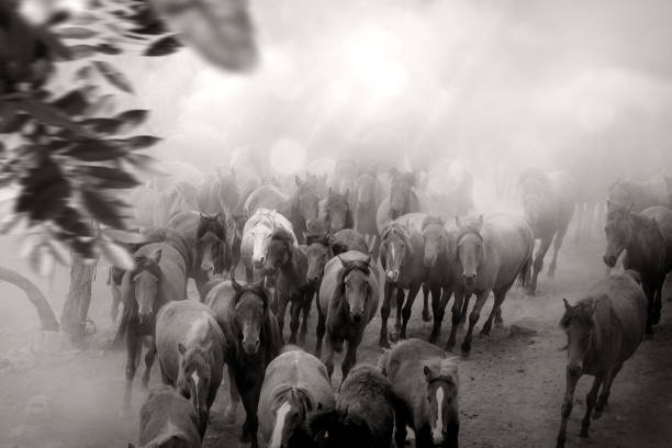 istock Close up herd of wild horses running in dramatic mountain range landscape 1365875768