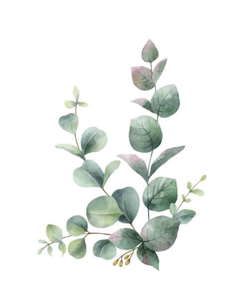 ilustrações de stock, clip art, desenhos animados e ícones de watercolor hand painted green eucalyptus bouquet. floral illustration isolated on white background. - eucalyptus tree tree australia tropical rainforest