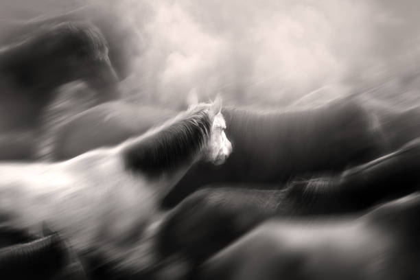 Wild horses in nature