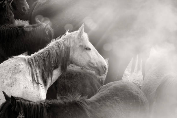 istock Close up herd of wild horses running in dramatic mountain range landscape 1365876471