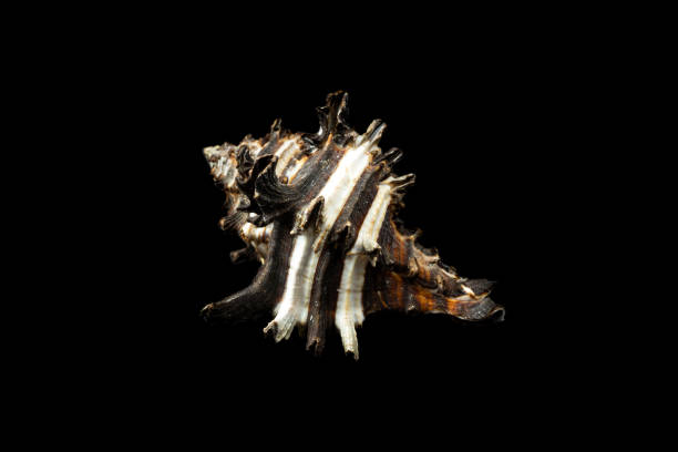 istock shell of a sea snail on a black background 1365877600