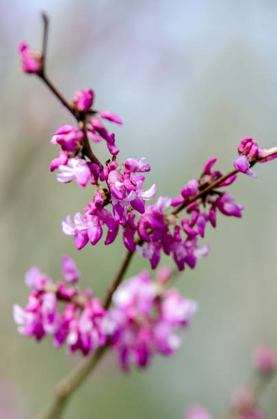 istock Early Spring Flowers and Blossoms 1365877900