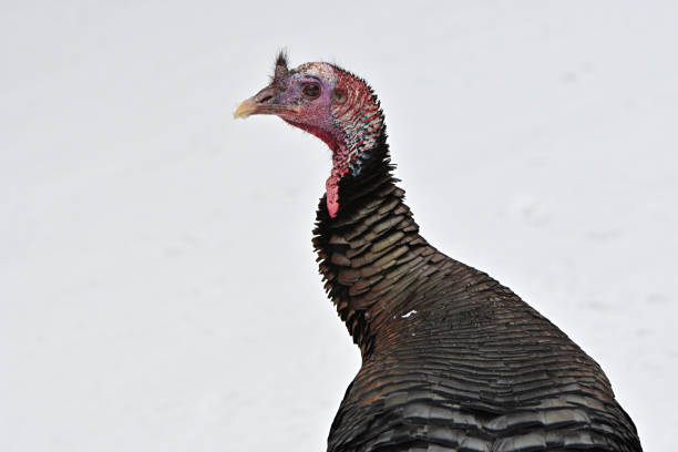 istock Turkey portrait in snow 1365879971