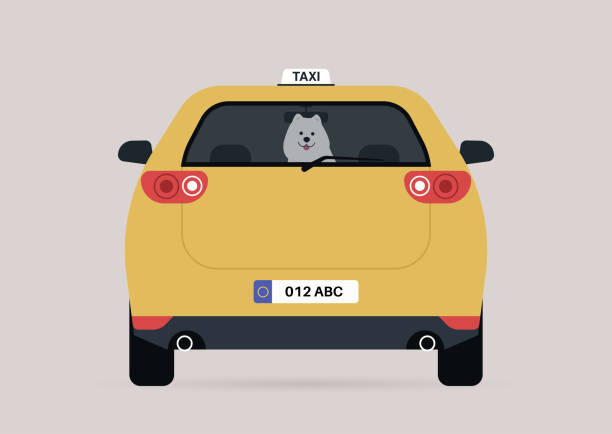 ein lustiger samojedischer welpe, der auf einem rücksitz eines taxiwagens sitzt - car rear view behind car trunk stock-grafiken, -clipart, -cartoons und -symbole