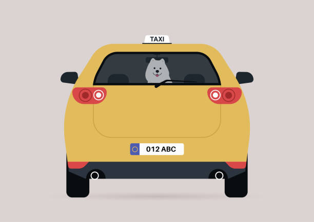 ilustrações, clipart, desenhos animados e ícones de um cachorrinho samoyed engraçado sentado em um banco de trás de um carro de táxi - car rear view behind car trunk