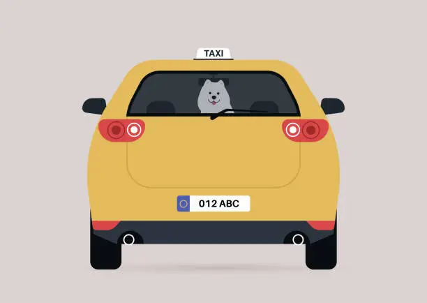 Vector illustration of A funny Samoyed puppy sitting on a backseat of a taxi car