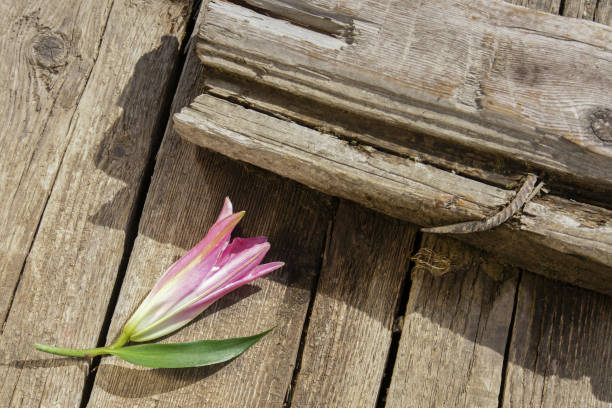 Pink lily flower on old wooden boards