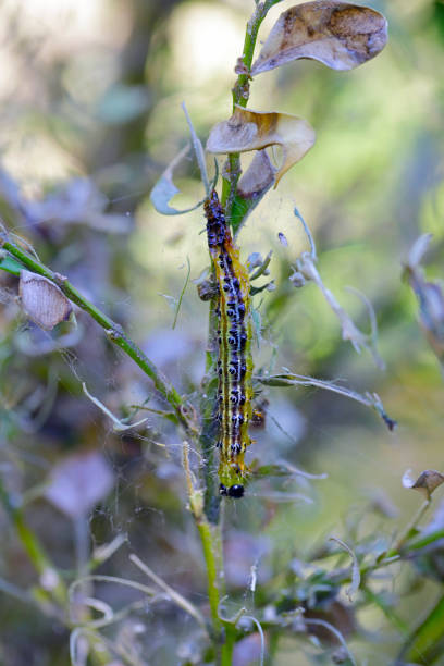 istock Caterpillar of Cydalima perspectalis - box tree moth killed by entomopathogenic bacteria Bacillus thutingensis. 1365881560