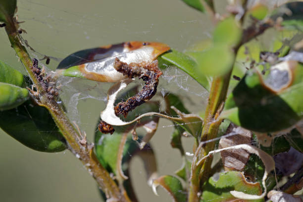istock Caterpillar of Cydalima perspectalis - box tree moth killed by entomopathogenic bacteria Bacillus thutingensis. 1365881591