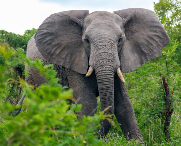 istock Elephant attacks through the acacia bushes with its ears wide open. 1365883117