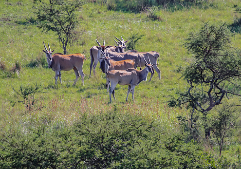 Los antílopes eland africanos pastan en un paisaje de sabana herbácea. photo