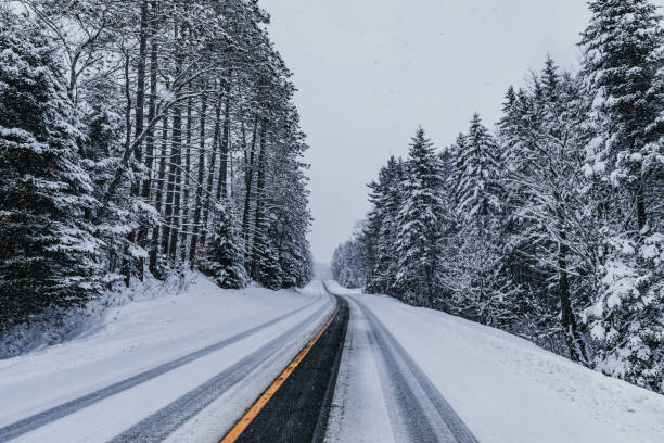 istock Road through North American Woodland 1365884977