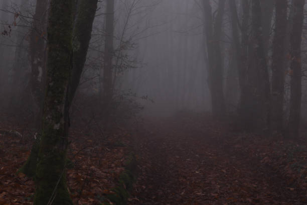 a path in winter in the fog at dusk in limousin, a strange and ghostly atmosphere