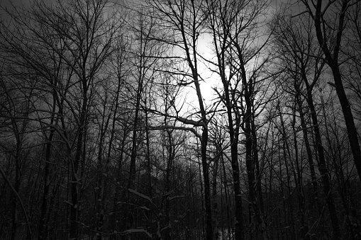 Image of a dark overcasted night in North American forest