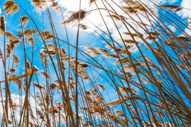 Low angle image from the barley field