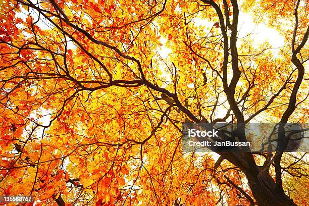 King Z Drzew Leśnych - zdjęcia stockowe i więcej obrazów Baldachim drzew - Baldachim drzew, Dąb - drzewo, Jesień
