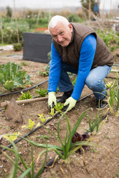 istock senior gardener sets up a drip irrigation system in the garden 1365887930