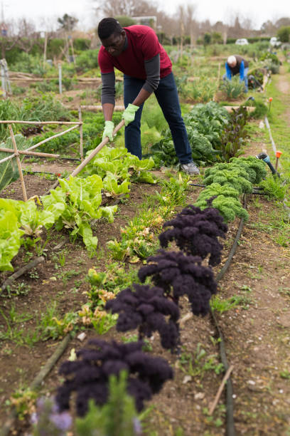 istock African american man with mattock working  in garden 1365887948