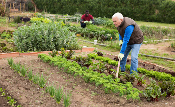istock Senior man  gardener with mattock working with lettuce 1365887964