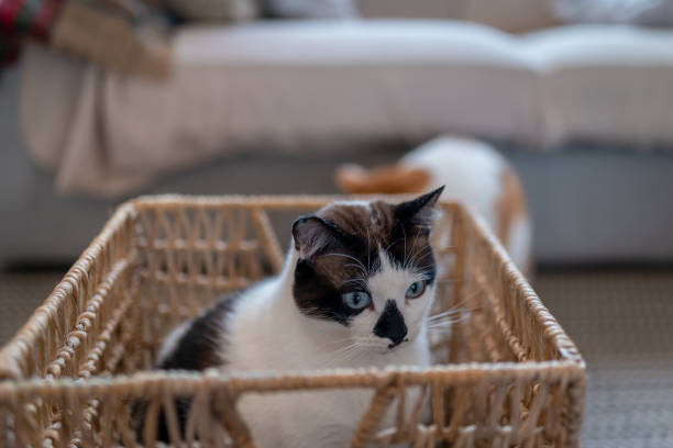 istock Black and white cat with blue eyes lying into a wicker basket. close up 1365888059