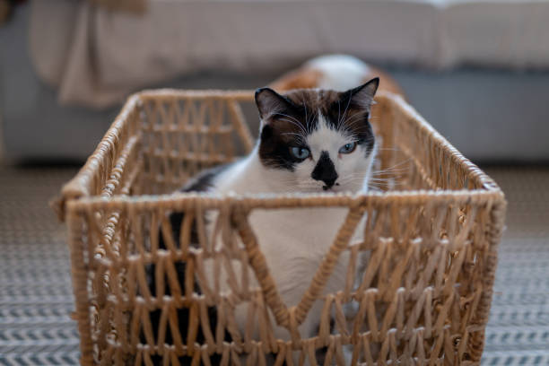 istock Black and white cat with blue eyes lying into a wicker basket. close up 1365888060