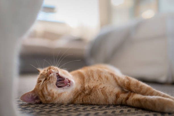 istock Brown tabby cat yawns on the carpet. close up 1365888531