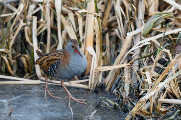 istock Water rail searching for food 1365888687