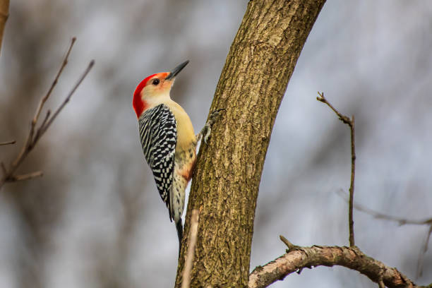 istock Red bellied woodpecker on tree trunk 1365890584
