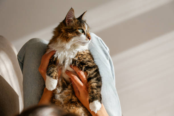 istock Woman and a cat 1365891559