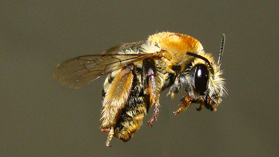 wild solitary bee.\nit looks like a Honeybee (Apis mellifera) but it's Not Honey bee .\ninsect isolated on a gray background.\ncloseup bug.\ninsects, bugs, animals