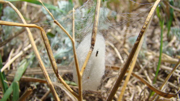 wasp.jewel wasp.A tiny jewel wasp is attempting to invade a pupa.wasp in wild nature, woods, forest, garden, park, insects, insect, bugs, bug