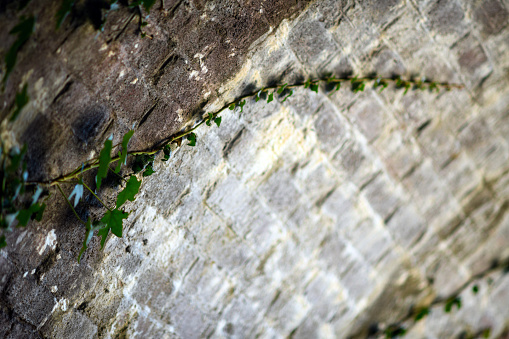 Old arch with ivy plant