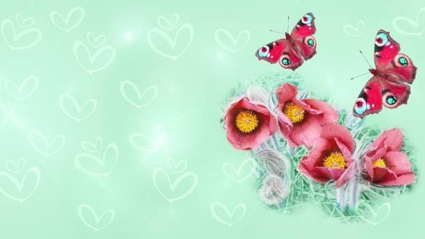 kwitnące zabarwione przebiśniegi i motyle na rozmytym tle z bokeh w kształcie serca - nobody nature selective focus hand colored zdjęcia i obrazy z banku zdjęć