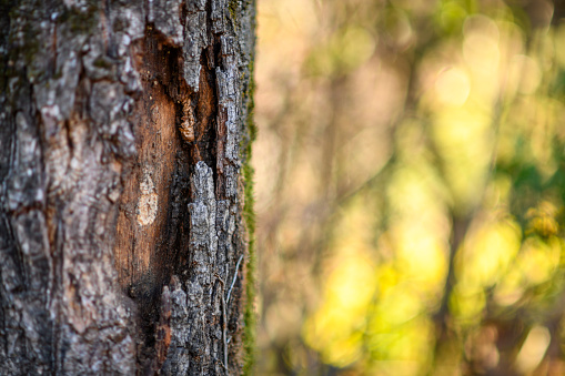 Backdrop - grey bark of common linden tree